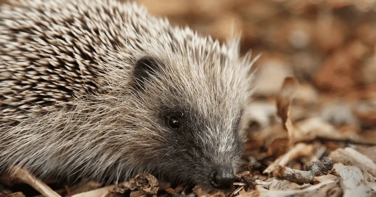 Keeping It Clean: Best Practices for Cage Liner Maintenance 25 Keeping It Clean: Best Practices for Cage Liner Maintenance