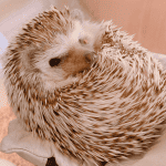 Socializing Your Hedgehog: Tips for Successful Interactions