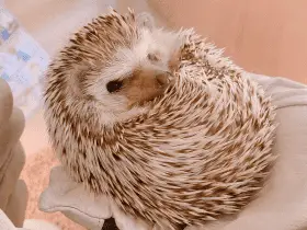 Socializing Your Hedgehog: Tips for Successful Interactions 69 Socializing Your Hedgehog: Tips for Successful Interactions