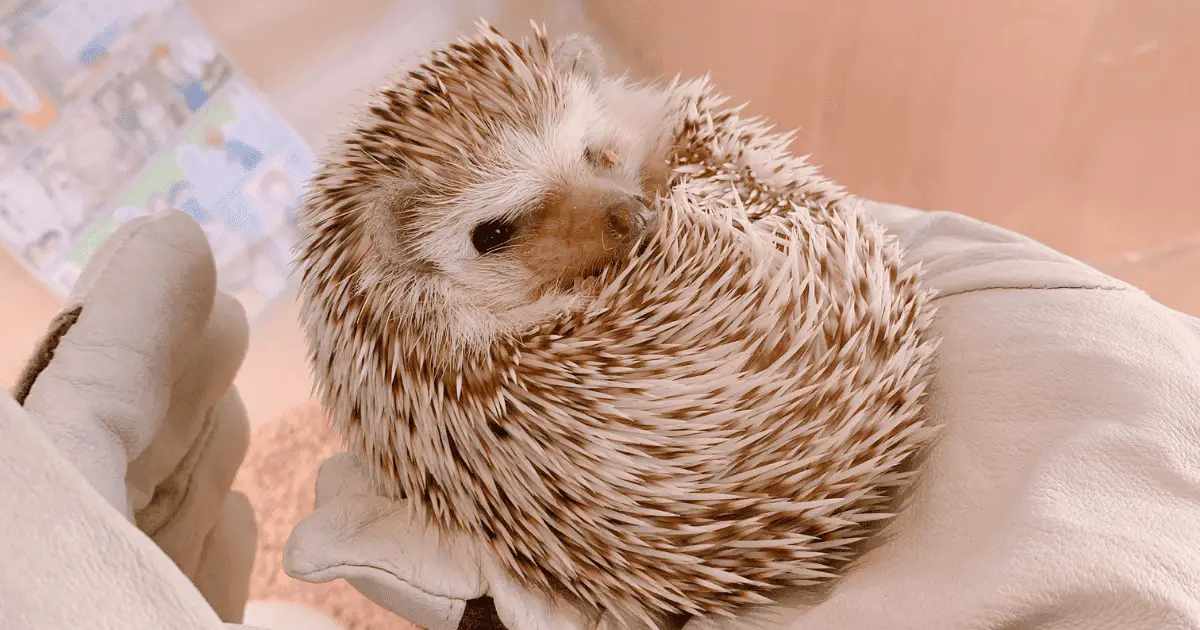 Socializing Your Hedgehog: Tips for Successful Interactions
