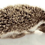 Essential Toys Every Hedgehog Owner Should Know About