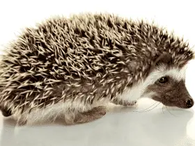 Essential Toys Every Hedgehog Owner Should Know About