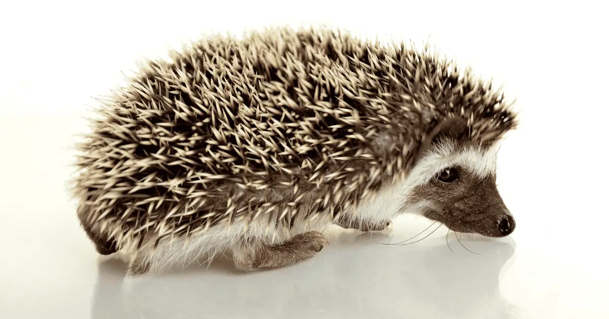 Essential Toys Every Hedgehog Owner Should Know About 25 Essential Toys Every Hedgehog Owner Should Know About