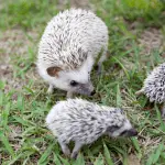 The Social Lives of Hedgehogs: Understanding Their Interactions