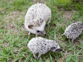 The Social Lives of Hedgehogs: Understanding Their Interactions 6 The Social Lives of Hedgehogs: Understanding Their Interactions