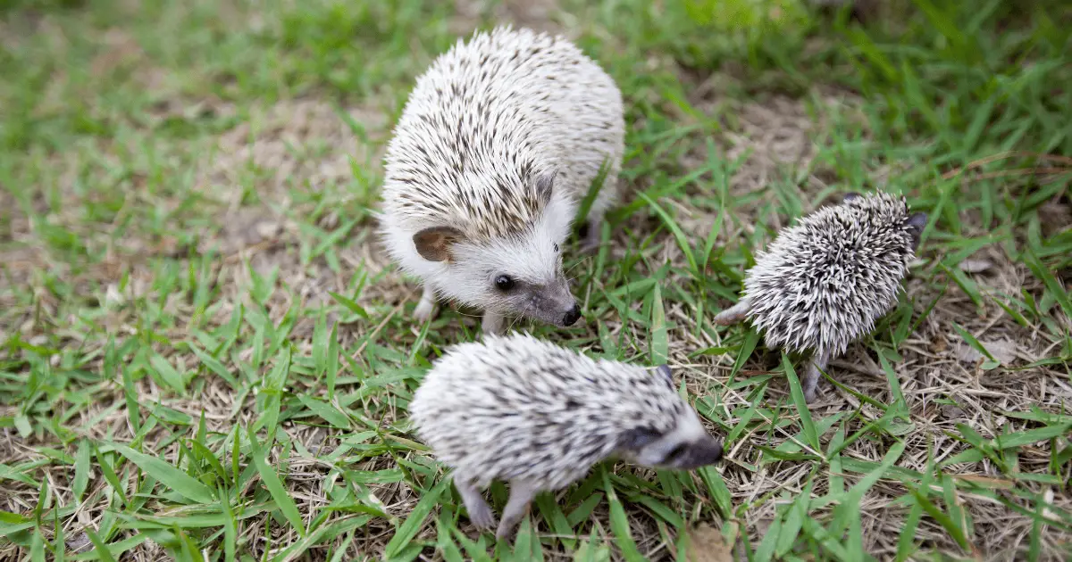 The Social Lives of Hedgehogs: Understanding Their Interactions 25 The Social Lives of Hedgehogs: Understanding Their Interactions