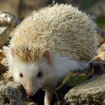 Quirky Hedgehog Behaviors and What They Signify