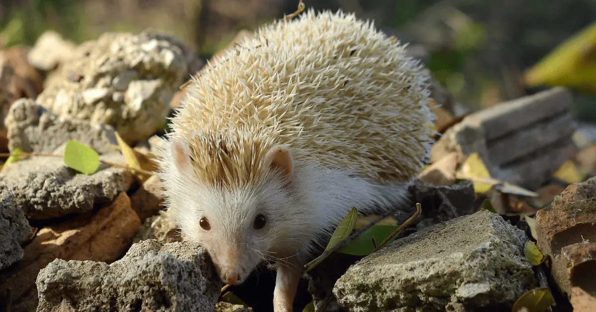 Quirky Hedgehog Behaviors and What They Signify 25 Quirky Hedgehog Behaviors and What They Signify