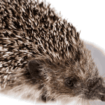 Top Materials to Consider for Hedgehog Cage Liners
