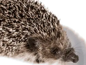 Top Materials to Consider for Hedgehog Cage Liners