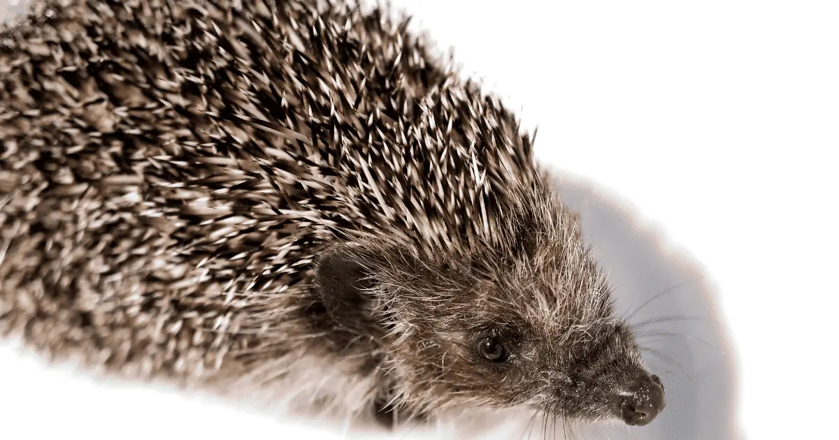 Top Materials to Consider for Hedgehog Cage Liners 25 Top Materials to Consider for Hedgehog Cage Liners