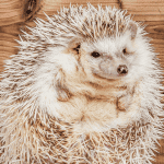 Qualities That Make Hedgehogs Stand Out as Exceptional Pets