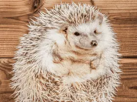 Qualities That Make Hedgehogs Stand Out as Exceptional Pets 45 Qualities That Make Hedgehogs Stand Out as Exceptional Pets
