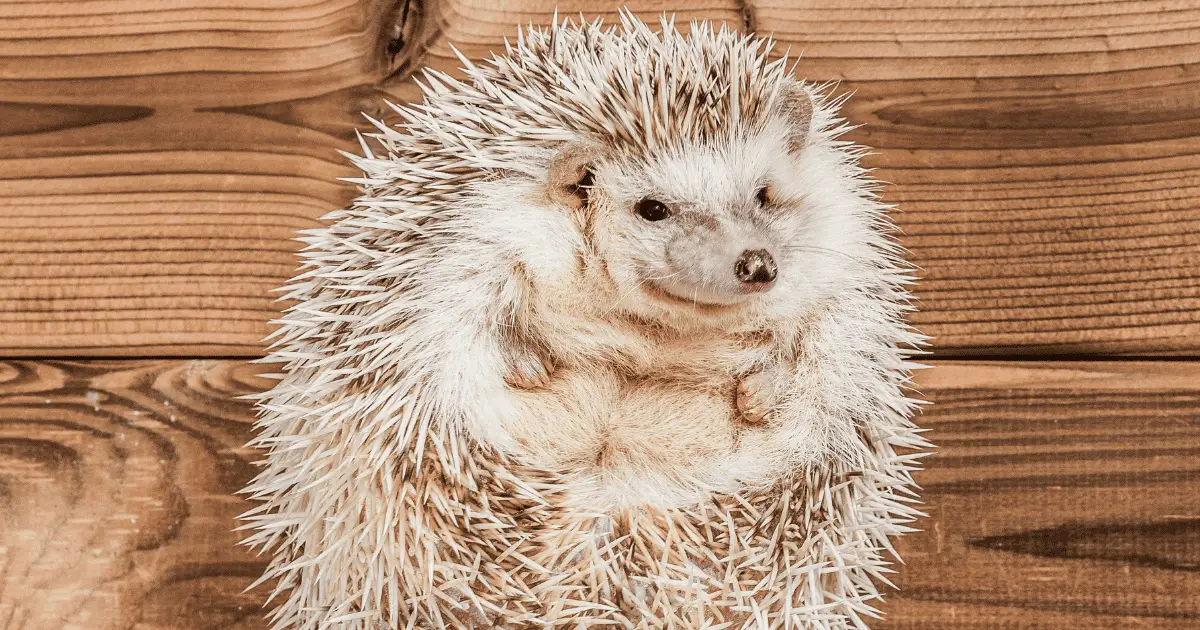 Qualities That Make Hedgehogs Stand Out as Exceptional Pets 25 Qualities That Make Hedgehogs Stand Out as Exceptional Pets