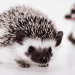 15 Most Popular Hedgehog Names and Their Origins