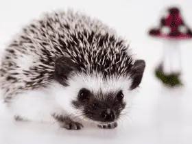 15 Most Popular Hedgehog Names and Their Origins