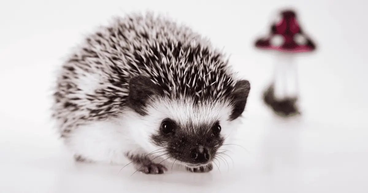 15 Most Popular Hedgehog Names and Their Origins 25 15 Most Popular Hedgehog Names and Their Origins