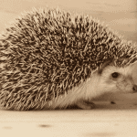 Avoiding Overfeeding: Monitoring Your Hedgehog’s Weight and Diet