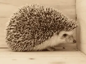 Avoiding Overfeeding: Monitoring Your Hedgehog's Weight and Diet 84 Avoiding Overfeeding: Monitoring Your Hedgehog’s Weight and Diet