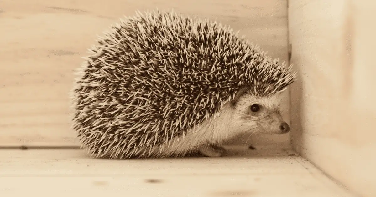 Avoiding Overfeeding: Monitoring Your Hedgehog's Weight and Diet 25 Avoiding Overfeeding: Monitoring Your Hedgehog’s Weight and Diet