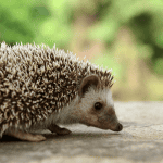 Importance of Regular Cage Cleaning for Hedgehog Health