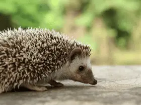 Importance of Regular Cage Cleaning for Hedgehog Health 36 Importance of Regular Cage Cleaning for Hedgehog Health