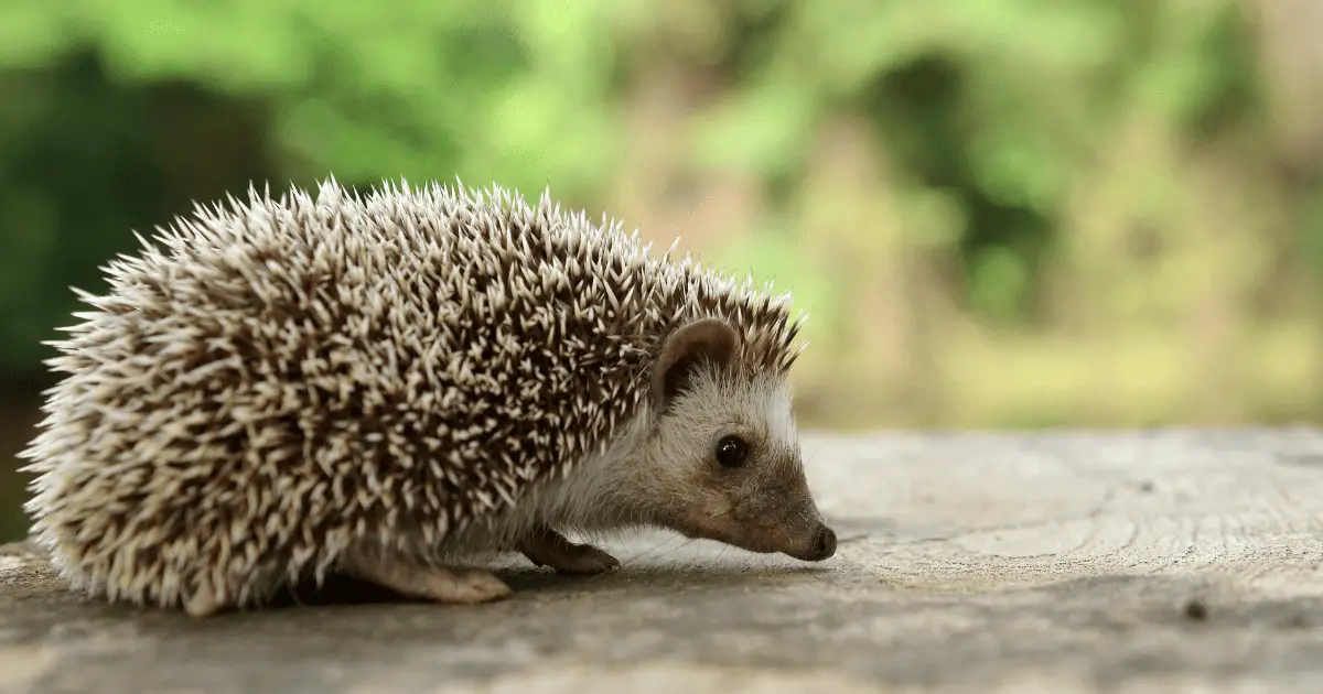 Importance of Regular Cage Cleaning for Hedgehog Health 25 Importance of Regular Cage Cleaning for Hedgehog Health
