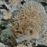Top 15 Vintage Hedgehog Names From the Last Century