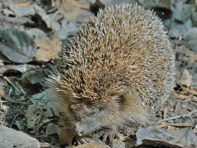 Top 15 Vintage Hedgehog Names From the Last Century