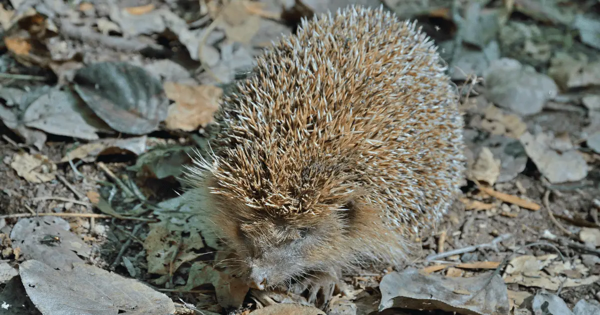Top 15 Vintage Hedgehog Names From the Last Century