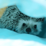 The Best Tools and Equipment for Hedgehog Cage Cleaning