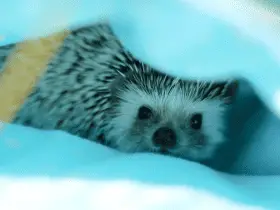 The Best Tools and Equipment for Hedgehog Cage Cleaning 33 The Best Tools and Equipment for Hedgehog Cage Cleaning