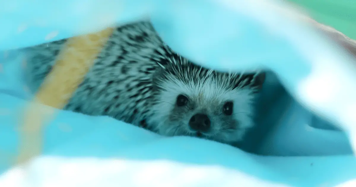 The Best Tools and Equipment for Hedgehog Cage Cleaning 25 The Best Tools and Equipment for Hedgehog Cage Cleaning