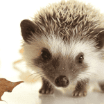 The First 24 Hours: Settling Your Hedgehog Comfortably