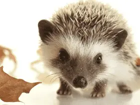 The First 24 Hours: Settling Your Hedgehog Comfortably