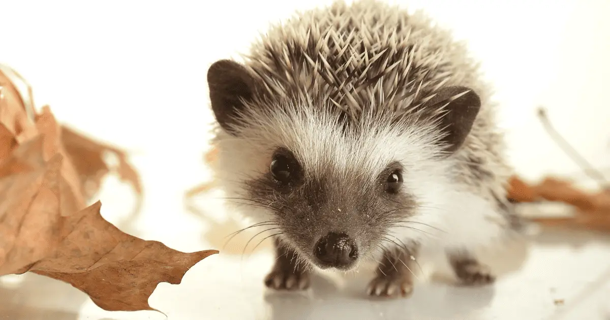 The First 24 Hours: Settling Your Hedgehog Comfortably 25 The First 24 Hours: Settling Your Hedgehog Comfortably