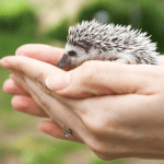 Understanding the Responsibility of Hedgehog Ownership