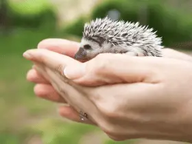 Understanding the Responsibility of Hedgehog Ownership 54 Understanding the Responsibility of Hedgehog Ownership