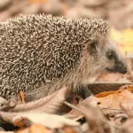 From Cocoa to Caramel: 15 Color-Based Names for Your Hedgehog
