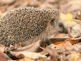 From Cocoa to Caramel: 15 Color-Based Names for Your Hedgehog