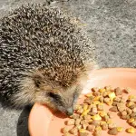 A Complete Guide on What to Feed Your Hedgehog