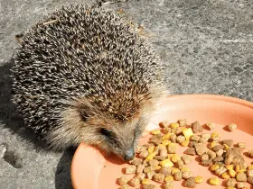A Complete Guide on What to Feed Your Hedgehog 78 A Complete Guide on What to Feed Your Hedgehog