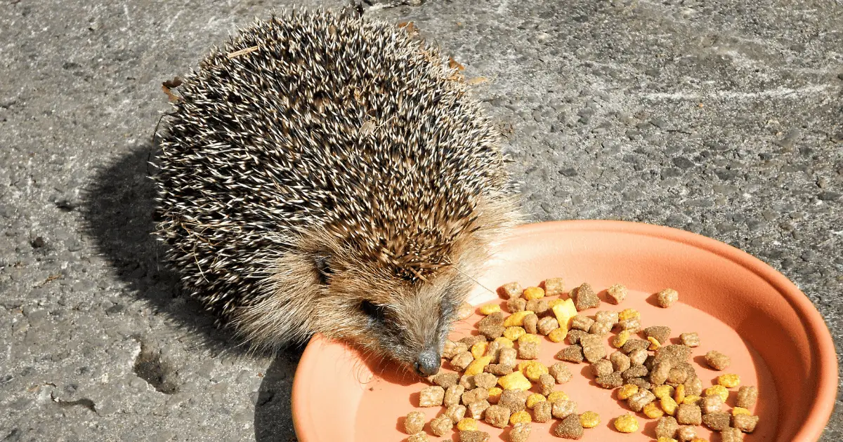 A Complete Guide on What to Feed Your Hedgehog Hedgehog Love