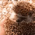 Finding Budget-Friendly Options for Hedgehog Care