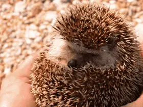 Finding Budget-Friendly Options for Hedgehog Care 33 Finding Budget-Friendly Options for Hedgehog Care