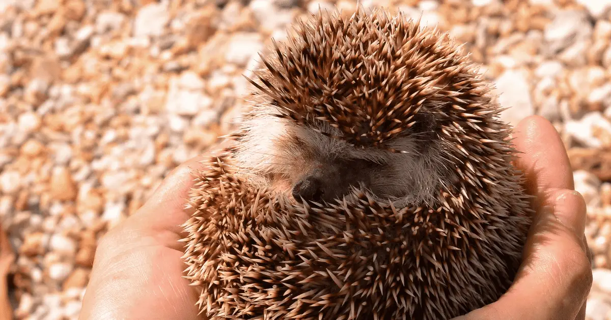 Finding Budget-Friendly Options for Hedgehog Care 25 Finding Budget-Friendly Options for Hedgehog Care