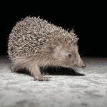 How Often Should You Change Hedgehog Cage Liners