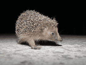 How Often Should You Change Hedgehog Cage Liners