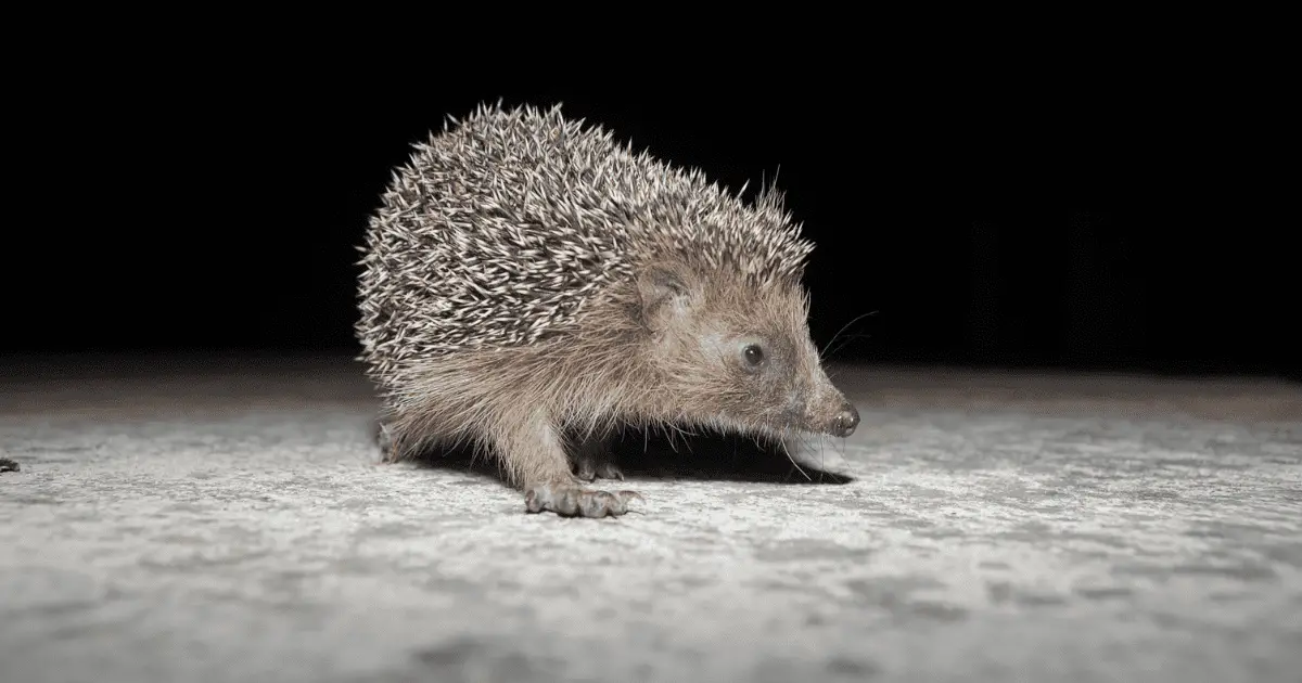 How Often Should You Change Hedgehog Cage Liners Hedgehog Love