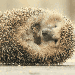 Common Hedgehog Myths Debunked